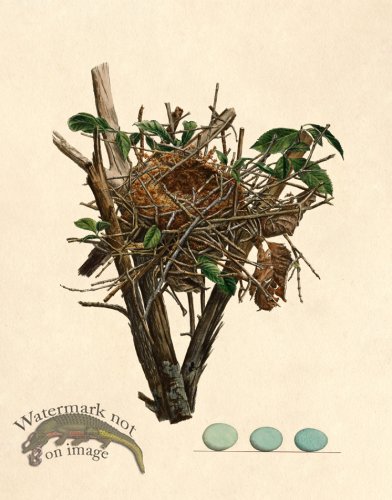 (image for) Eggs of Ohio 014