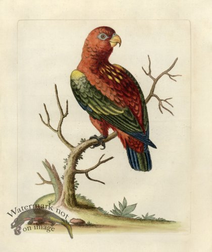 (image for) Edwards Parrot 24.jpg