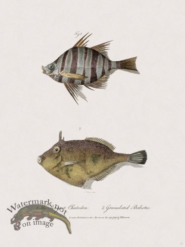 (image for) 39 New Holland Caffowary