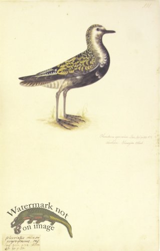 (image for) 191 Swedish Birds . Charadrius Apricarius.European Golden Plover