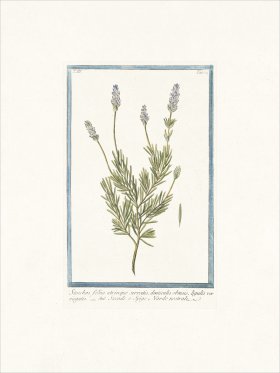 Bonelli 274 French Lavender