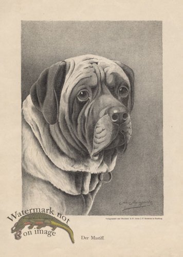 (image for) 1890s Dogs 39