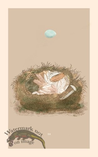 (image for) Morris Nest 09