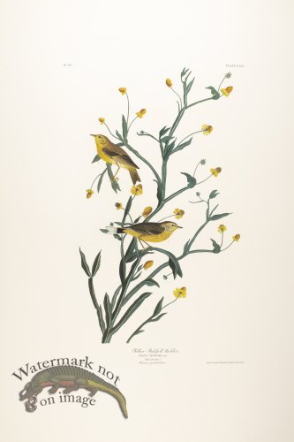 (image for) Yellow Red-Poll Warbler