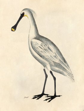 Spoonbill - Tribute Bd 20