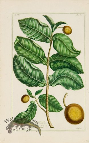 (image for) Buchoz Bot 19