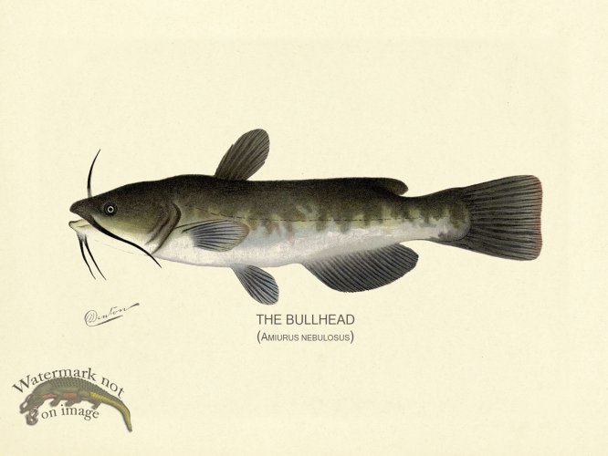 (image for) Catfish - Bullhead