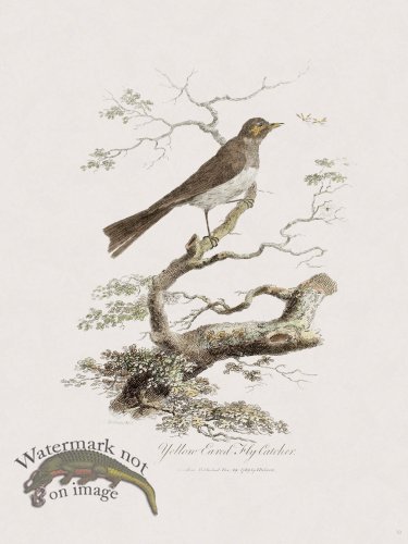 (image for) 10 New Holland Caffowary