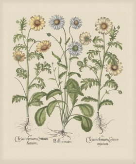 Besler 209 Colored B2