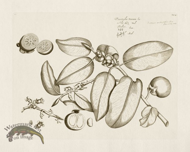 (image for) HORTUS VOl 03 41