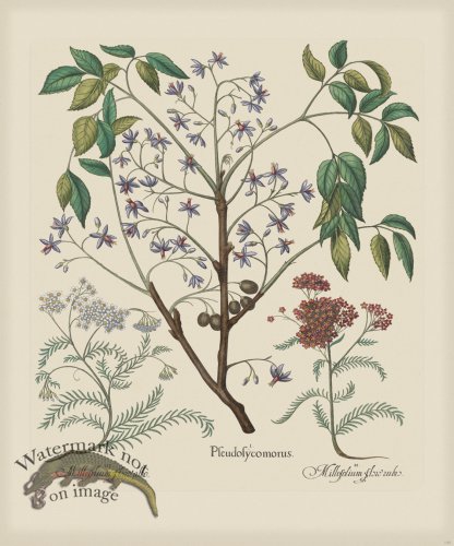 (image for) Besler 137 Colored B2