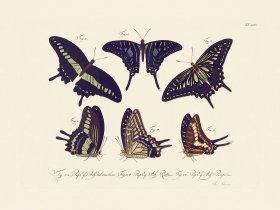 Jablonsky Butterfly 049