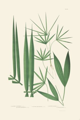 Rodrigues Palm Front 041