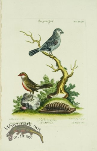 (image for) SB 22 Le Pincon Gris (The Gray Finch & The Wax Bill)