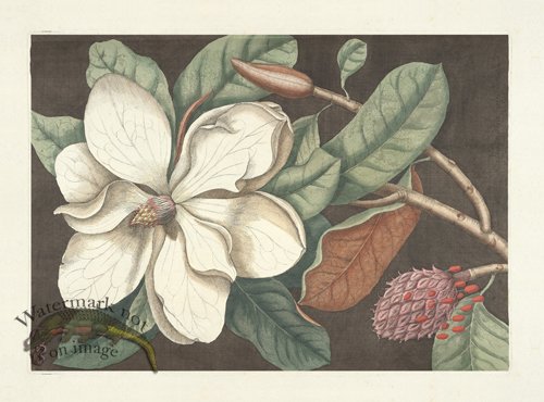 (image for) Catesby Magnolia 1