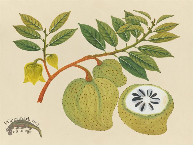 Far East Fruit and Flowers 20