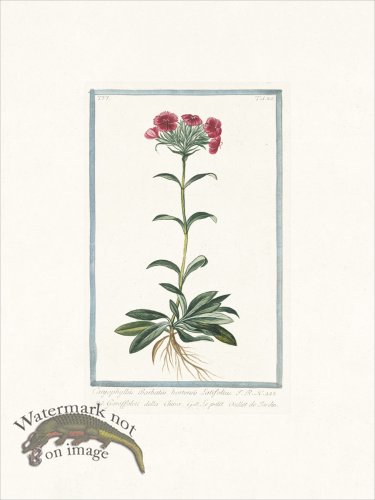 (image for) Bonelli 525 Sweet William