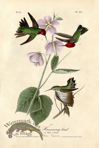 (image for) Anna Humming bird