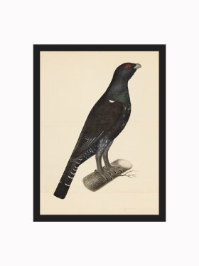 Rudbeck CFA_BF 07 CAPERCAILLIE