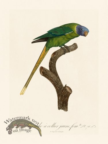 (image for) Barraband Parrot 076