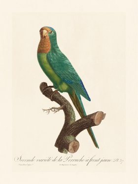Barraband Parrot 037