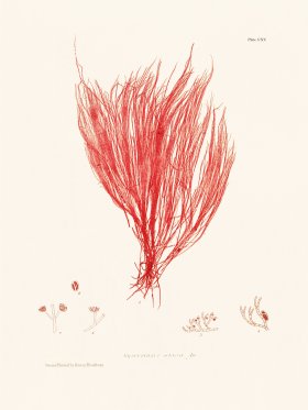 Bradbury Seaweed 115