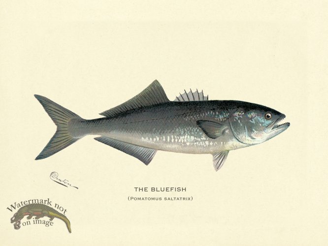 (image for) Bluefish