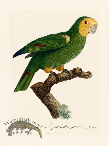 (image for) Barraband Parrot 098