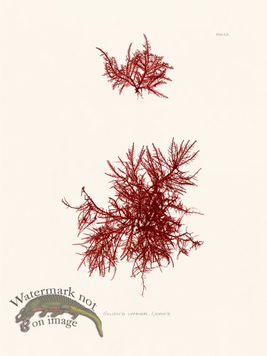 (image for) Bradbury Seaweed 060