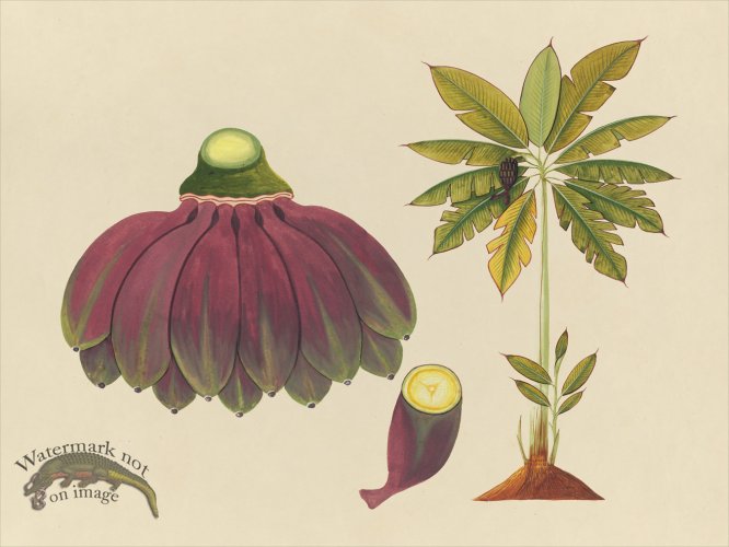 (image for) Far East Fruit and Flowers 15