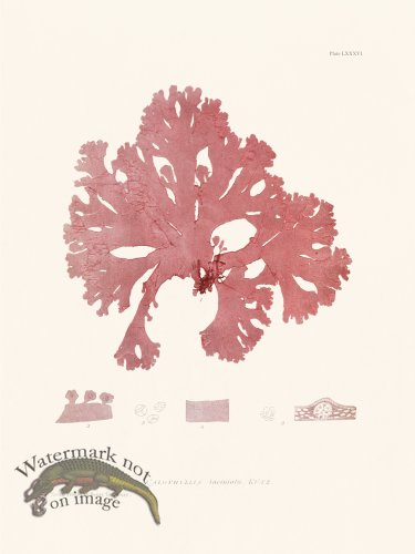 (image for) Bradbury Seaweed 086