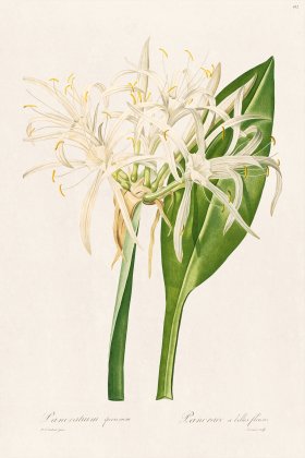 Les Liliacees Redoute 412