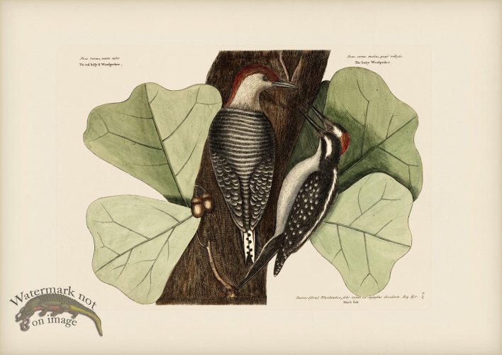(image for) 019 Red Bellied Woodpecker