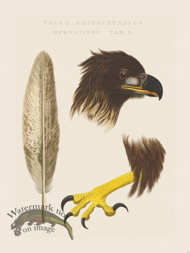 (image for) Nozeman Bird 110