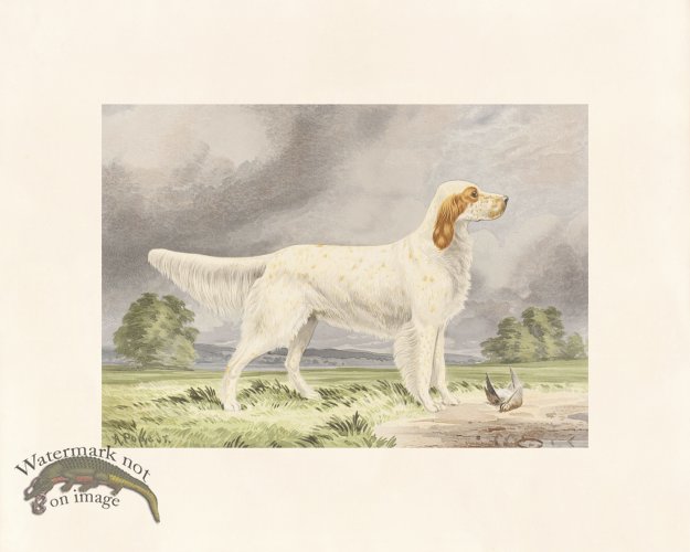 (image for) Pope Dog 11 Llewellin Setter Dog