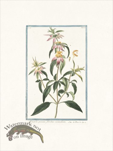 (image for) Bonelli 287 Spotted bee balm