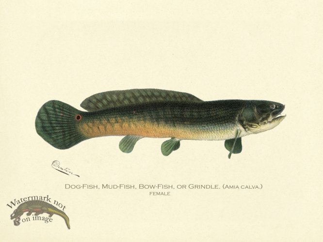 (image for) Dog Fish Female