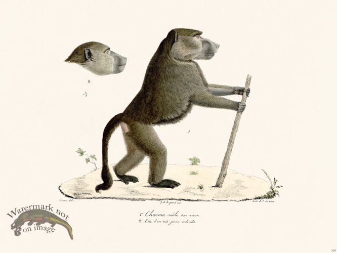 (image for) Cuvier 329 Chacma Very Old Male