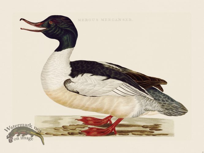 (image for) Nozeman Bird 098