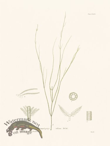 (image for) Bradbury Seaweed 144