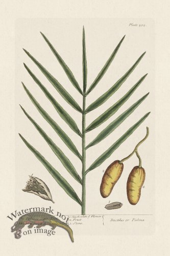 (image for) BEE 202 The Palmor Dale Tree