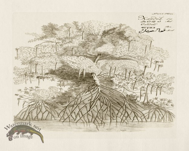 (image for) HORTUS VOl 06 32