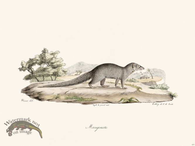 (image for) Cuvier 215 Mongoose