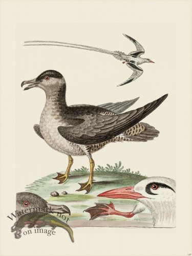 (image for) Edwards 149 Tropick-Bird