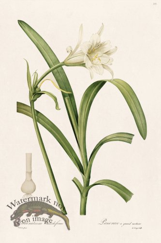 (image for) Les Liliacees Redoute 353