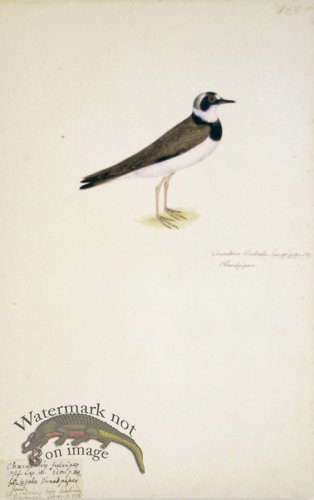 (image for) 189 Swedish Birds . Charadrius Hiaticula, Ringed Plover
