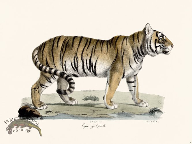 (image for) Cuvier 095 Female Royal Tiger