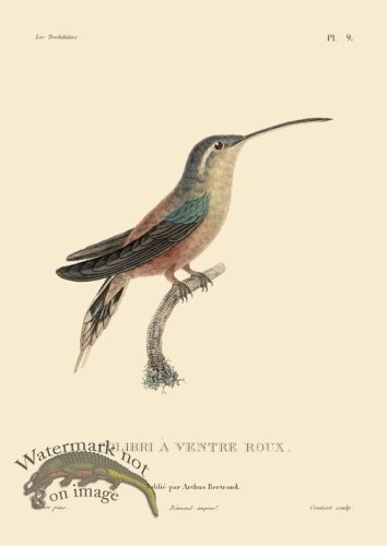 (image for) Humming Bird 09