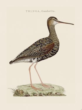 (image for) Nozeman Bird 025