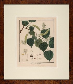 Hayne's Botanical in Burl 05